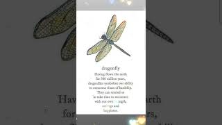 Dragonflies symbolizes our ability [upl. by Duomham206]