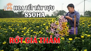 Hoa Cúc Tây Tựu Người Bán Nhiều Hơn Người Mua Giá Rớt Thảm Ngay Sát Vụ Tết 2024 hnp [upl. by Adnohr225]