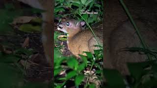 Expert Wildlife Watcher Spots RARE CHEVROTAIN in Rainforest [upl. by Shaylyn371]