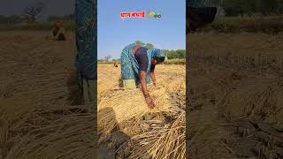 खेती किशनी छत्तीसगढ़ धान बंधाई बिना रस्सी के ।। cg virail video kheti kishni [upl. by Muffin]