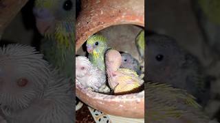 Love Birds Breeding Love Birds Mating Love Birds budgies lovebirds birdsbreeding  bullock media [upl. by Salokkin573]