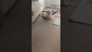 Cheeky Goldador Puppy shows who’s boss goldador goldenretrieverpuppy puppy [upl. by Oruntha]