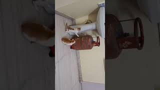 Kittens ringing the temple bell  Cathletics Pt 329 shorts cats catsoftiktok cute [upl. by Zabrina25]