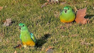 Redrumped Parrot [upl. by Estevan442]