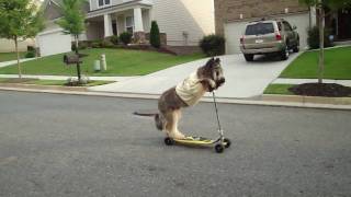 BRIARD ON SCOOTER  scooting dog [upl. by Sawyor381]