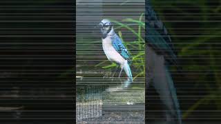 Blue Jay  Birds Category  List  shorts list birds bluejays fyp foryou foryoupage [upl. by Lidah571]