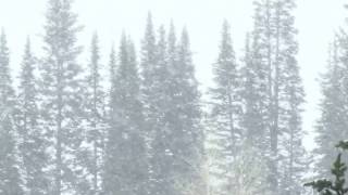 Winter Storm Sound  1 Hours Of Ambient Snowstorm Blizzard Sounds Heavy Wind For Relaxation [upl. by Kovacs830]