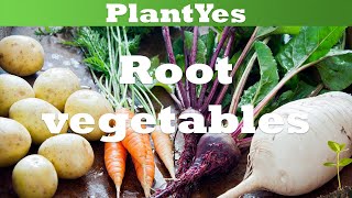 🥔🥕 Tuberous roots rhizomes bulbs corms What are root vegetables botanically 🧅🧄 [upl. by Aralomo701]