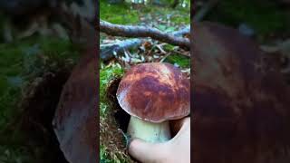 Mushroom Picking In The Forest The Mushroom Era shortsviral asmr wildmushrooms [upl. by Pavyer]