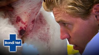 Dr Chris Fears Red Spots On Dog Could Be Life Threatening 🐶😧 Bondi Vet [upl. by Harvard427]