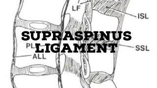 Supraspinous ligament [upl. by Anoval698]