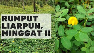 Cara Menanam Rumput Arachis Pintoi dan 5 Kelebihannya yang Perlu Anda Ketahui  Kebun Bangka 17 [upl. by Filmore]