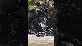 Great Migration  Masai Mara  Kenya  Nikon  Wild Wonders Expeditions [upl. by Let]