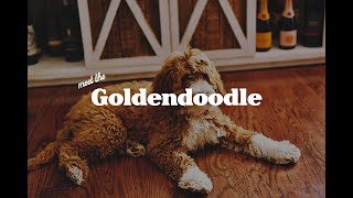 The Goldendoodle [upl. by Keyte]