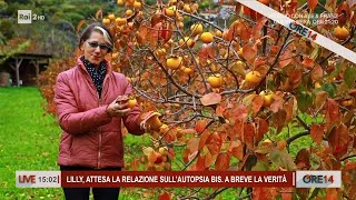 Lilly attesa per la perizia sullautopsia bis  Ore 14 del 02122024 [upl. by Atterol]