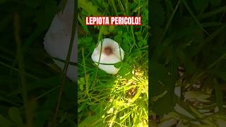 FUNGO 🍄 LEPIOTA bello ma  shorts mushroom [upl. by Leola]