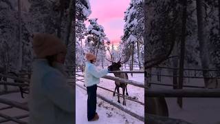 Christmas Magic–Riding Reindeer in the Snow nature christmas [upl. by Larrabee]