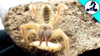 【捕食】ヒヨケムシのエサやり CAMEL SPIDER FEEDING [upl. by Bodwell]