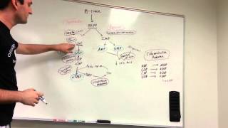 Purine and Pyrimidine synthesis pathway made easy [upl. by Gonta37]