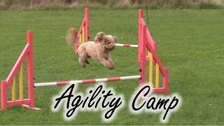 Dog Agility Camp  Poppy Cockapoo Training [upl. by Landre]