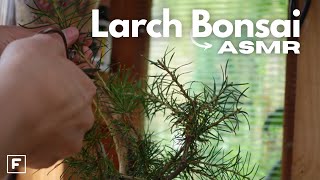 LARCH BONSAI trimming and care ASMR  Tree with Soul [upl. by Ynned]