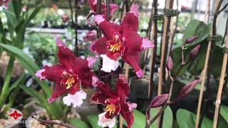 OrchidWeb  Wilsonara Martian Leather Berrylicious [upl. by Reiter]