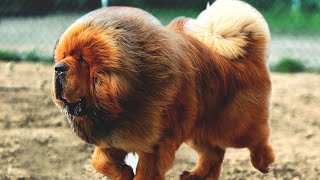 The Powerful Massive Defender  Tibetan Mastiff [upl. by Nileuqaj]