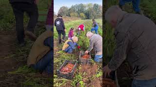 Möhrenernte mit Mitgliedern der solidarischen Landwirtschaft [upl. by Yvehc]