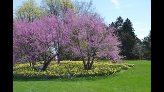 How to identify redbud Cercis canadensis [upl. by Platon240]