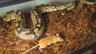 Live Feeding Ball Pythons Gets Right Down To Business [upl. by Nehepts329]