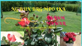 NGBUN BRG MPO IKA TANEMAN PAGAR RUMAHTANEM TOMAT amp CABE [upl. by Beach]