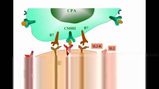 21Différenciation et activation des lymphocytes T [upl. by Adiuqal]