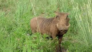 Africa  Pilanesberg  Warthog amp baby [upl. by Wadsworth]