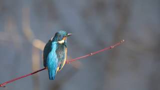 Der Eisvogel im Wind [upl. by Neirad]