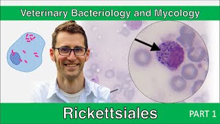 Rickettsiales Part 1  Veterinary Bacteriology and Mycology [upl. by Anirbas]