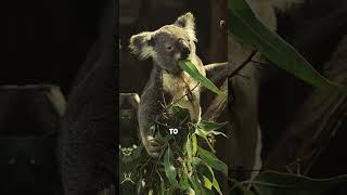 Koalas Adorable But Hilariously Useless animalfacts animals animallover wildlife [upl. by Meehsar219]