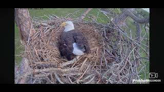 SWFL Bald Eagles Cam 2 11142024 0803 [upl. by Enelav]