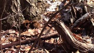 A Large Surviving American Chestnut in NJ [upl. by Brandon]