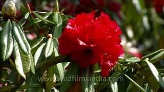 Rhododendron tree showing off its bright red flowers [upl. by Sirrad273]