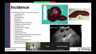 Zomedica sponsored webinar l Hemoperitoneum l Spleen l VetGuardian l July 17 2024 [upl. by Dnalon]