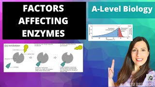 Factors Affecting Enzymes Temperature pH substrate amp Enzymes concentration and Inhibitors [upl. by Dnomad138]