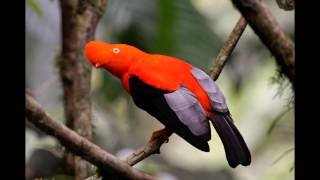 Colorful Exotic Birds [upl. by Norbert]