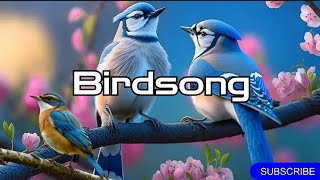 Birds Sounds Soothing Nature Relaxation [upl. by Einna]