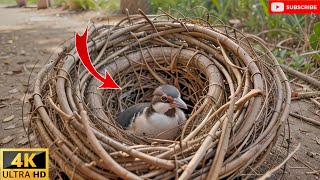 Redwattled lapwing bird hatching four eggs  Making nest  Bird feeding [upl. by Sikorski480]