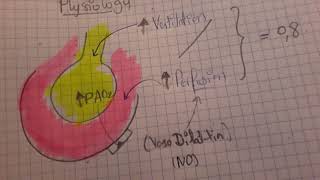 Couplage VentilationPerfusion  Physiologie  Physiopathologie [upl. by Rees301]