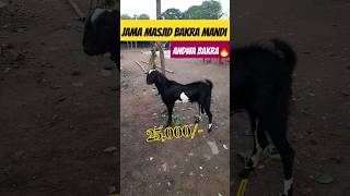 Jama Masjid Bakra Mandi 2024  Andwa Bakra 🔥 [upl. by Peppard]