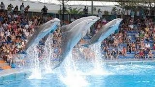 ZooMarine Algarve Guia Albufeira Portugal Dolphin Show Oceans of Fun [upl. by Bradski]