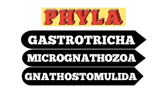 Phylum Gastrotricha  Phylum Micrognathozoa  Phylum Gnathostomulida [upl. by Fira]