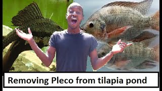 Removing Pleco from Tilapia main pond stock [upl. by Ahseikal]