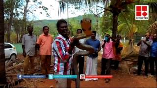 Vava Suresh catching a King Cobra [upl. by Yortal]